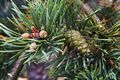 Pinus sylvestris Albyns IMG_6429 Sosna pospolita